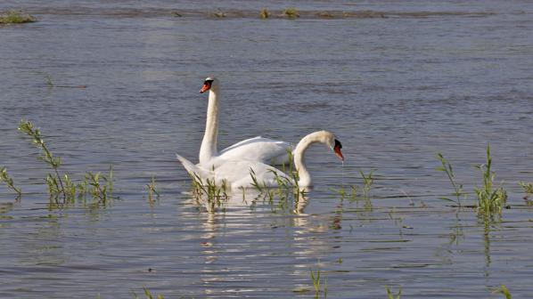 Cygnes