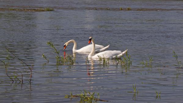 Cygnes