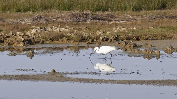 Le Teich