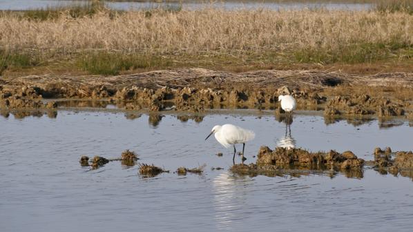 Le Teich