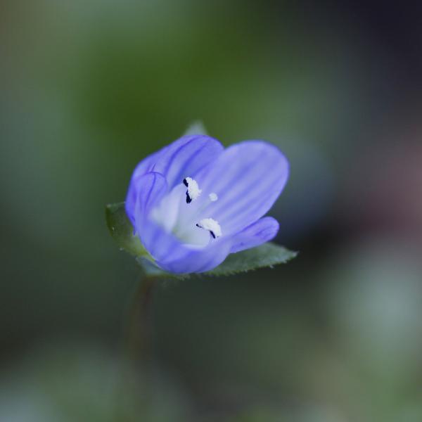 Fleur bleue