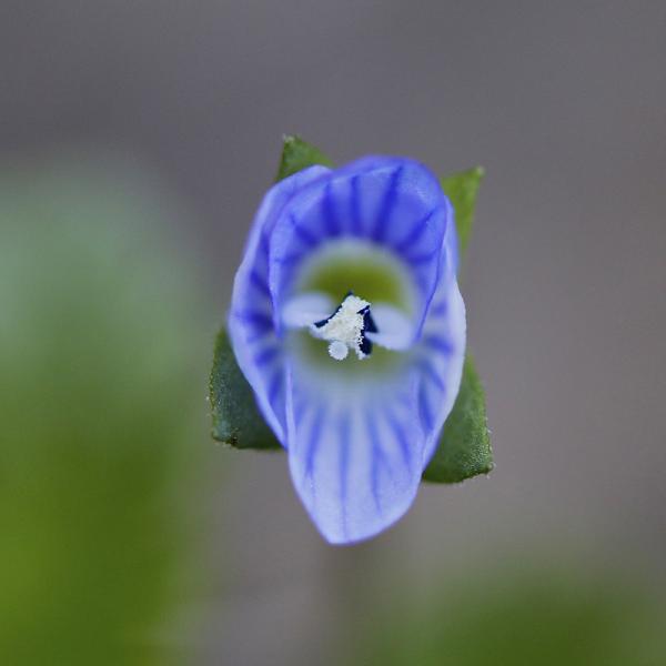 Fleur bleue