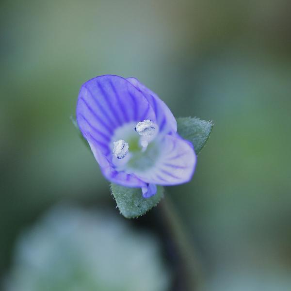 Fleur bleue