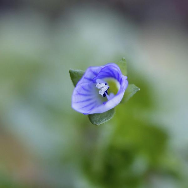 Fleur bleue