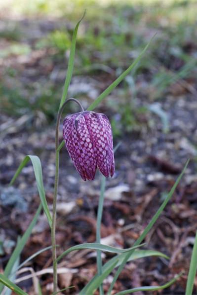 Fritillaire pintade