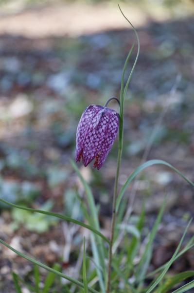 Fritillaire pintade