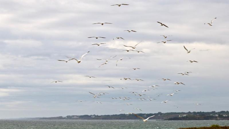 Morbihan - Guidel