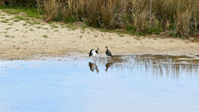 Morbihan - Guidel