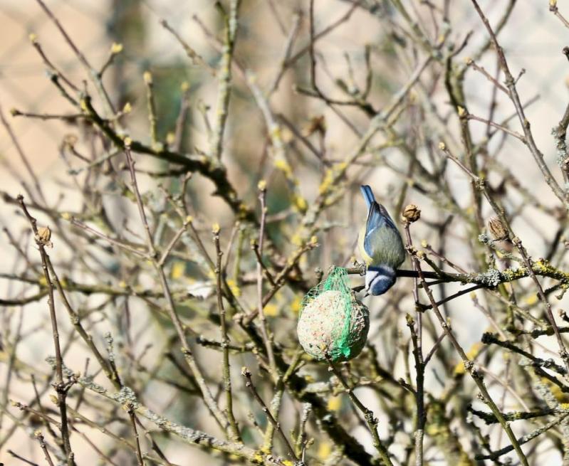 Mésange bleue