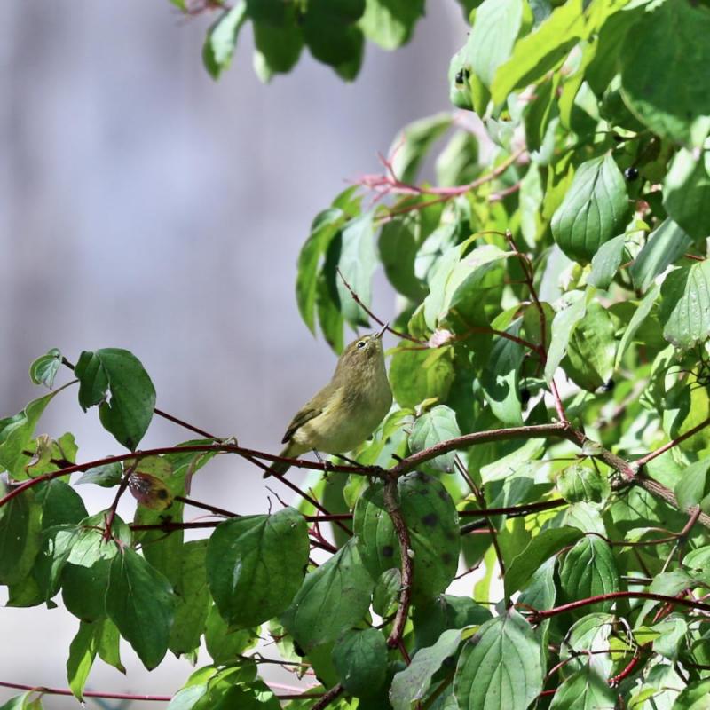 Oiseaux du jardin