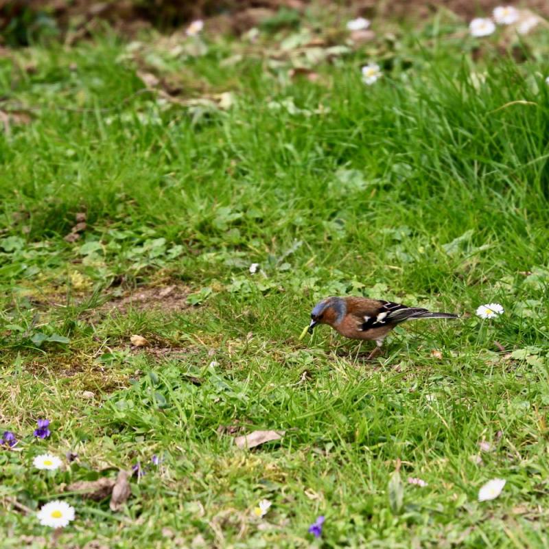 Oiseaux du jardin