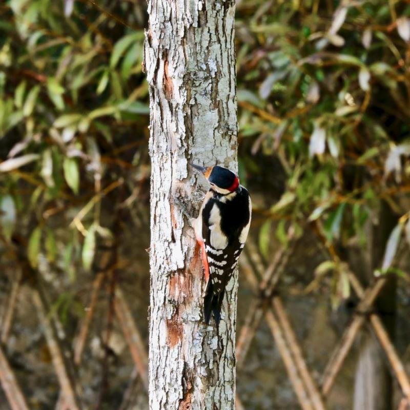 Oiseaux du jardin