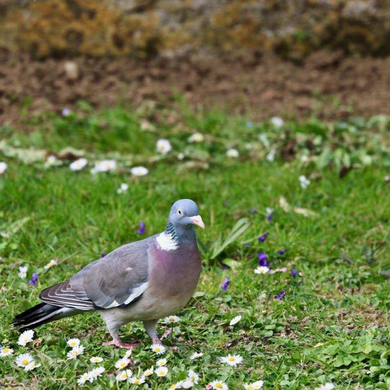 Oiseaux du jardin