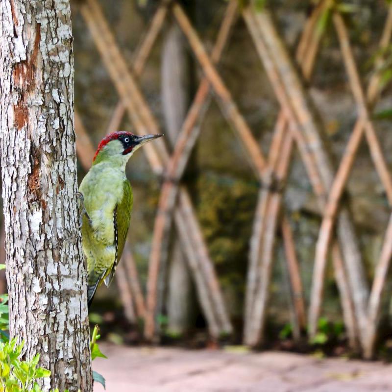 Oiseaux du jardin