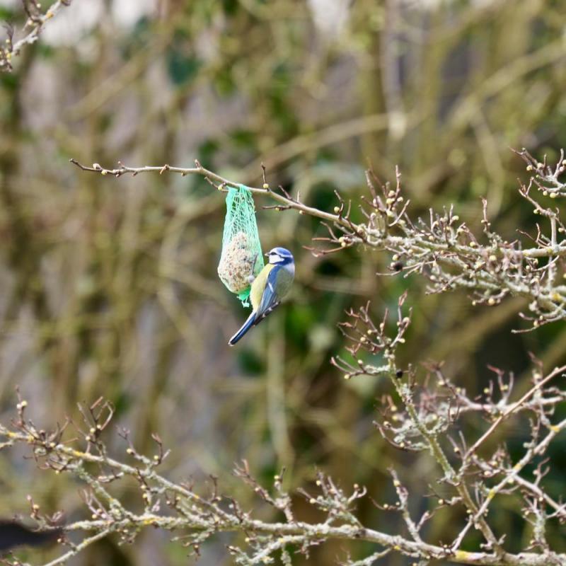 Oiseaux du jardin