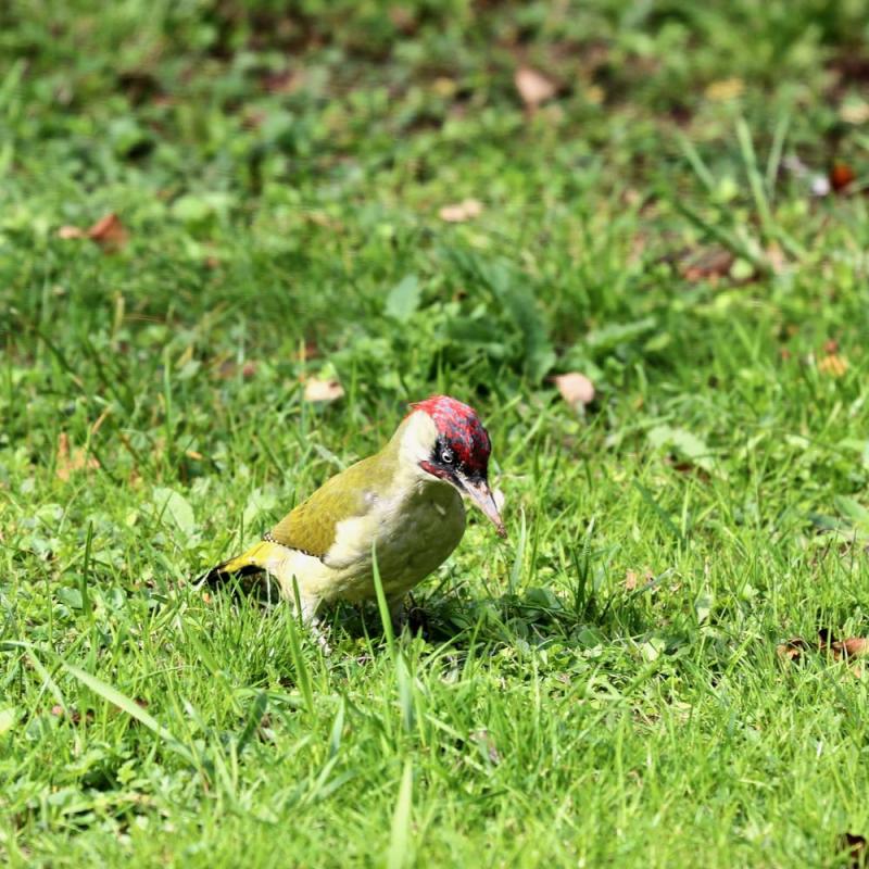 Oiseaux du jardin