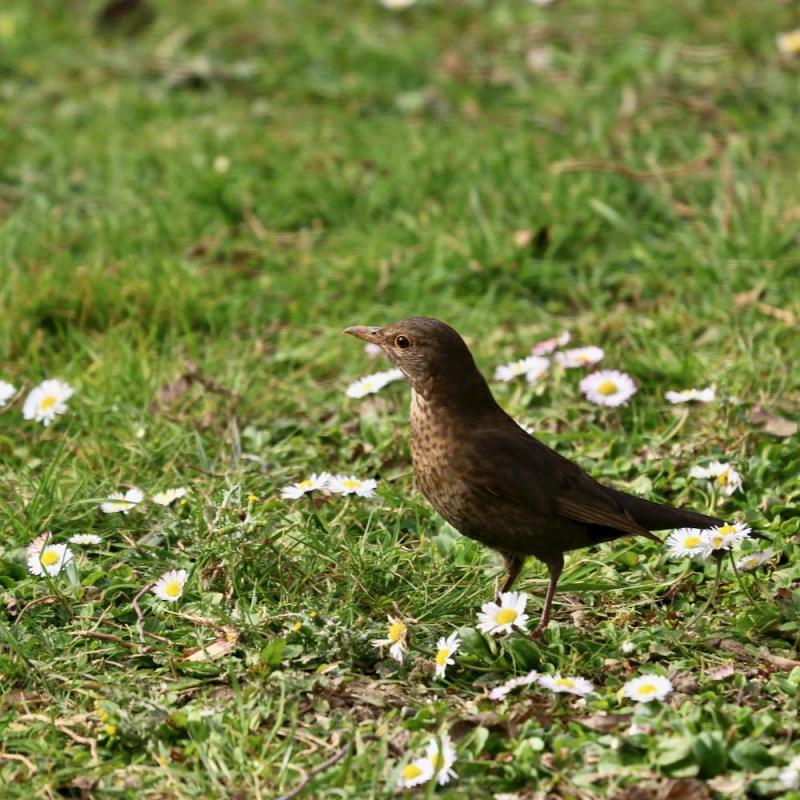 Oiseaux du jardin