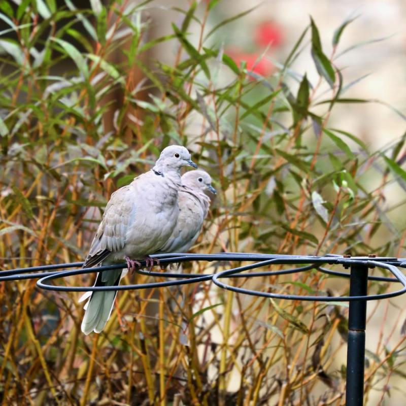 Oiseaux du jardin