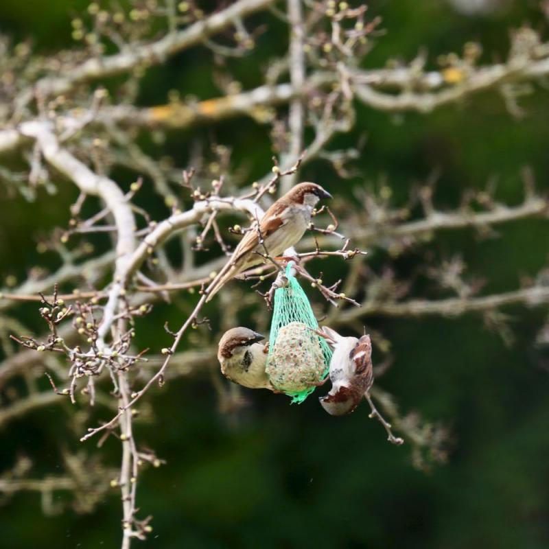 Oiseaux du jardin