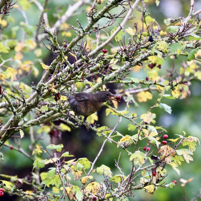 Oiseaux du jardin