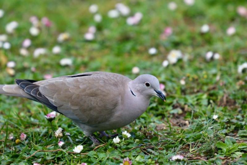 Oiseaux du jardin