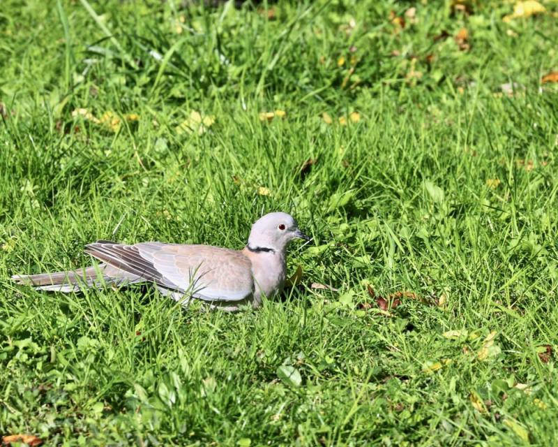 Oiseaux du jardin