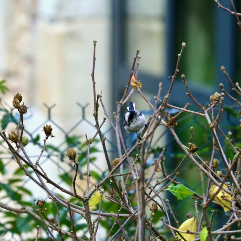 Oiseaux du jardin