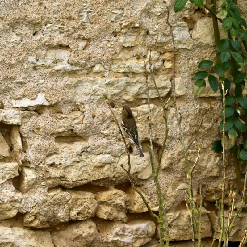 Oiseaux du jardin