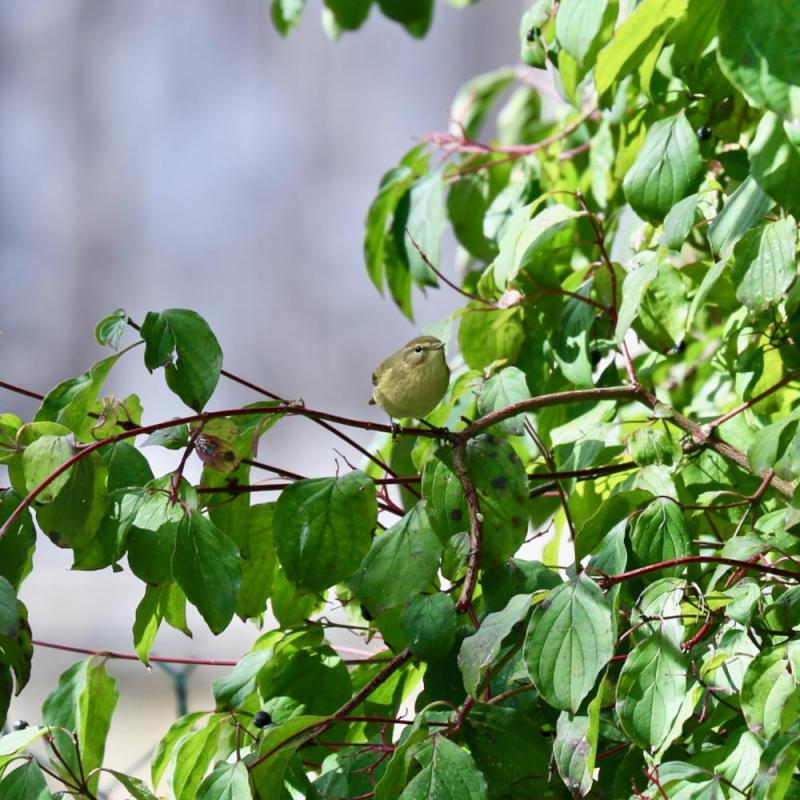 Oiseaux du jardin