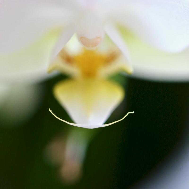 Orchidée