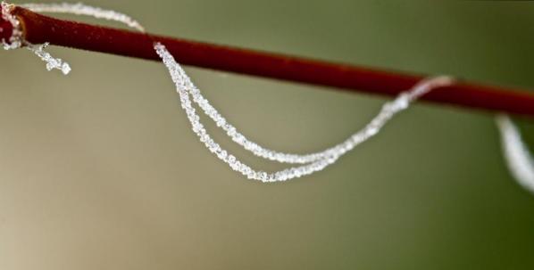 Perles de givre