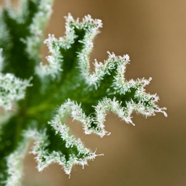 Perles de givre