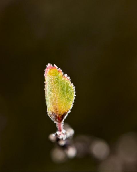 Perles de givre