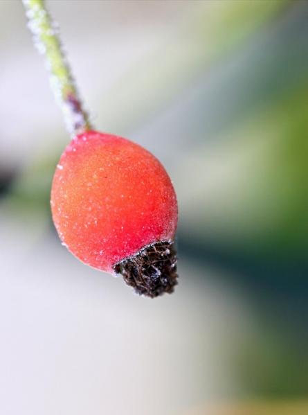 Perles de givre