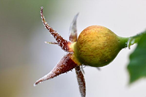 Perles de givre