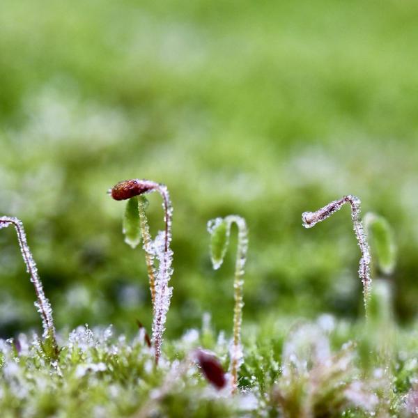 Perles de givre