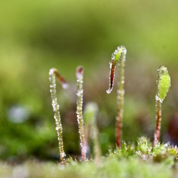 Perles de givre