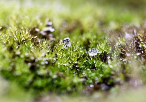 Perles de givre