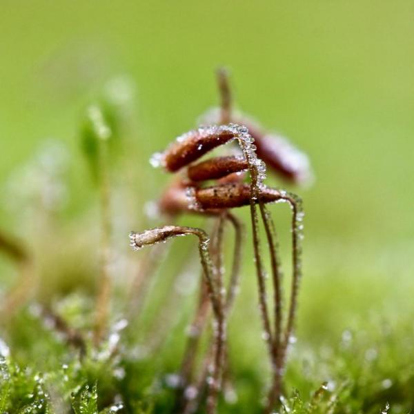 Perles de givre