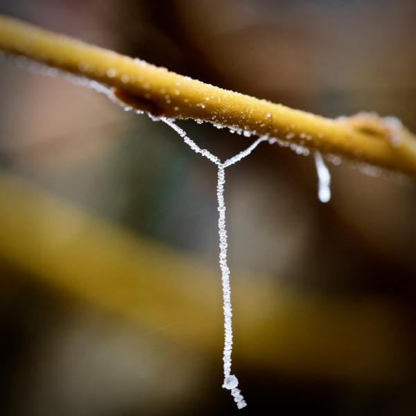 Perles de givre