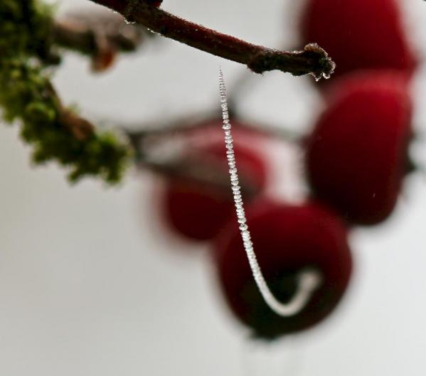 Perles de givre