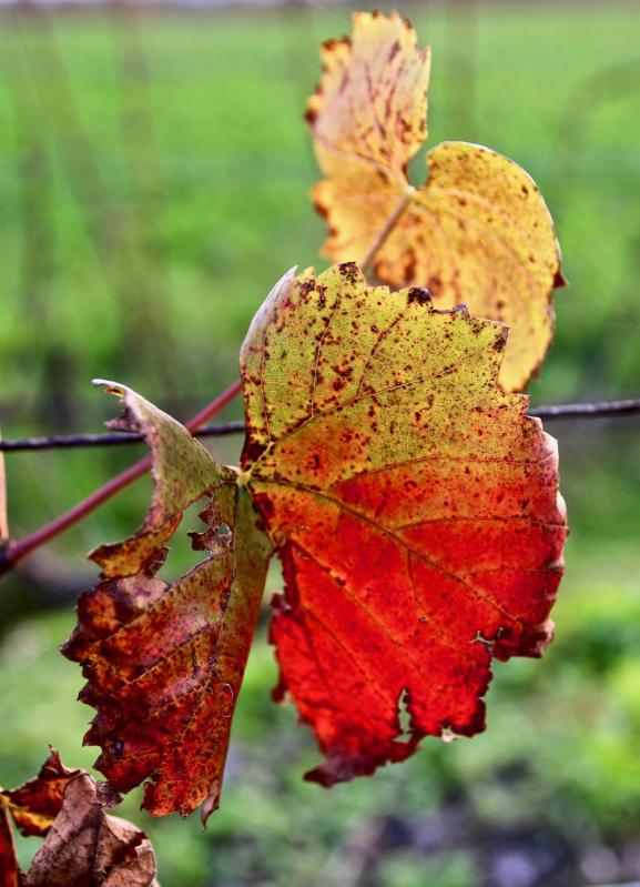 Promenade dans les vignes