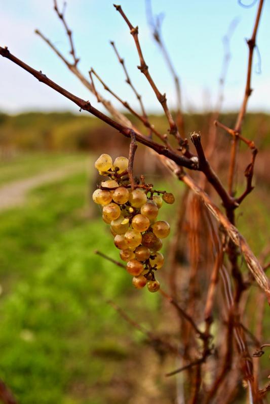 Promenade dans les vignes