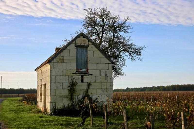 Promenade dans les vignes