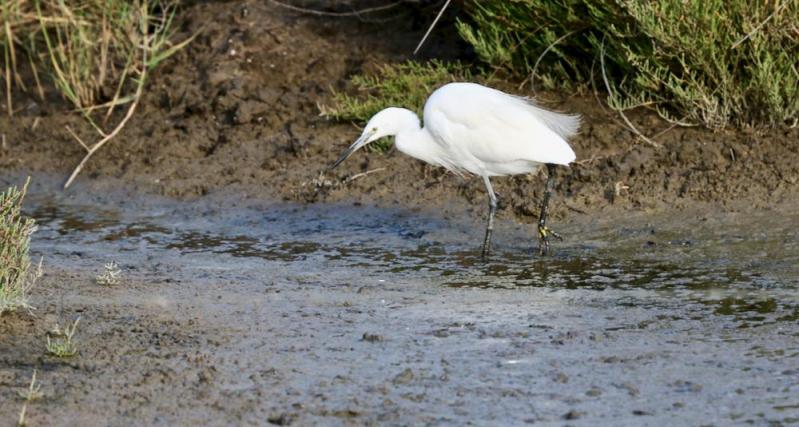 Réserve ornithologique de Pont de Gau