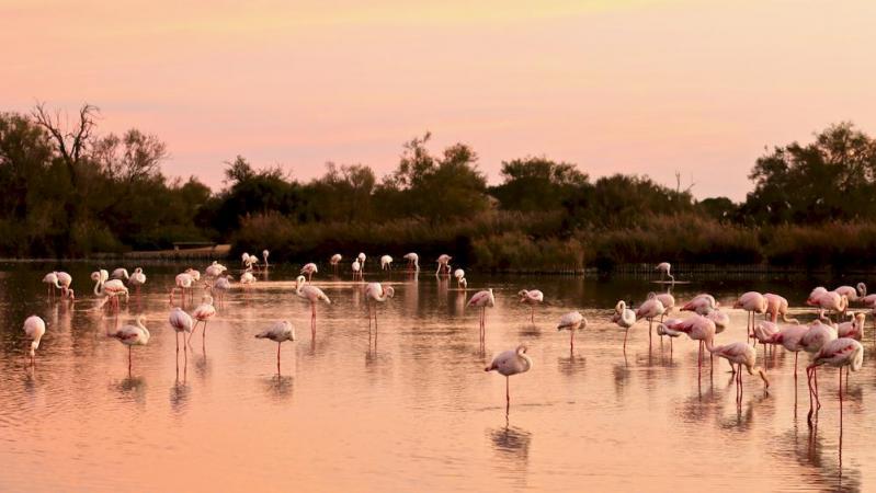 Réserve ornithologique de Pont de Gau