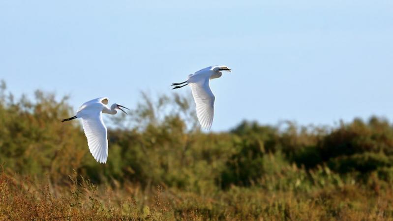 Réserve ornithologique de Pont de Gau