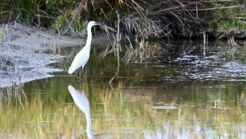 Réserve ornithologique de Pont de Gau