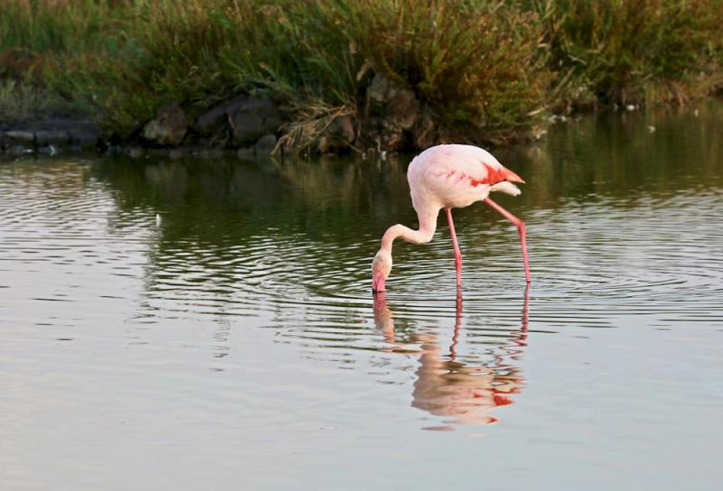 Réserve ornithologique de Pont de Gau