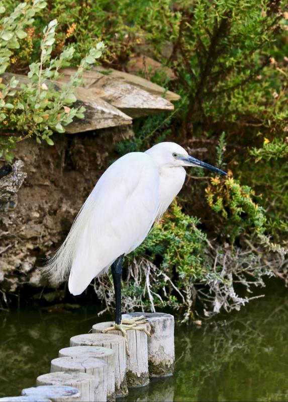 Réserve ornithologique de Pont de Gau